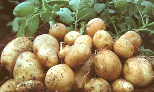 Pommes de terre — Babadjou